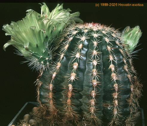 Echinocereus viridiflorus