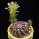 Echinocereus viridiflorus f MOP