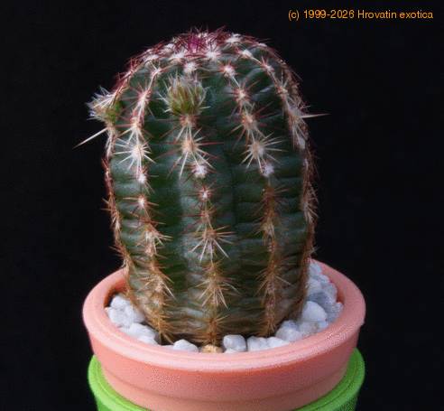 Echinocereus viridiflorus MOP