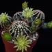 Echinocereus viridiflorus PP4