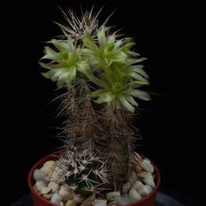 Echinocereus viridiflorus v. davisii