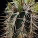 Echinocereus viridiflorus v davisii bodice SI