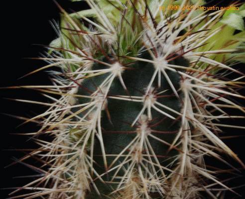 Echinocereus viridiflorus v davisii bodice SI