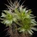 Echinocereus viridiflorus v davisii cvet SI