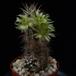 Echinocereus viridiflorus v davisii telo SI