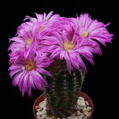 Echinocereus weinbergii