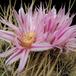 Echinofossulocactus crispatus 1