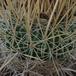Echinofossulocactus crispatus 2
