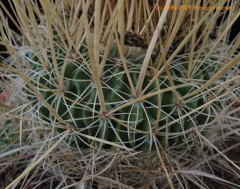 Echinofossulocactus crispatus 2