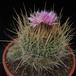 Echinofossulocactus crispatus 3