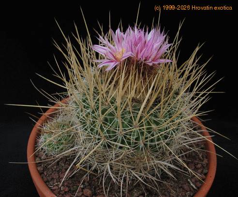Echinofossulocactus crispatus 3