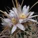 Echinofossulocactus crispatus - Huizache-form- 1