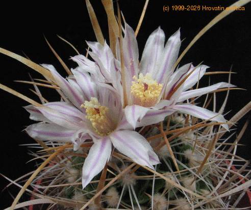 Echinofossulocactus crispatus - Huizache-form- 1