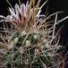 Echinofossulocactus crispatus - Huizache-form- 3