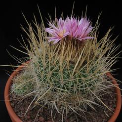 Echinofossulocactus kellerianus