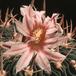 Echinofossulocactus multicostatus-801