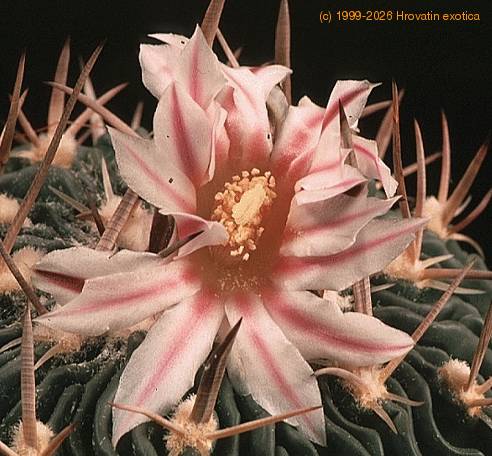 Echinofossulocactus multicostatus-801