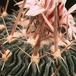 Echinofossulocactus multicostatus-802