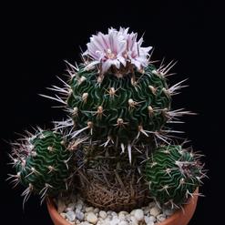 Echinofossulocactus multicostatus