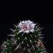 Echinofossulocactus multicostatus  SIf