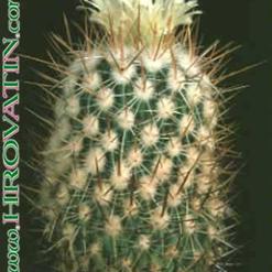 Echinofossulocactus phyllacanthus