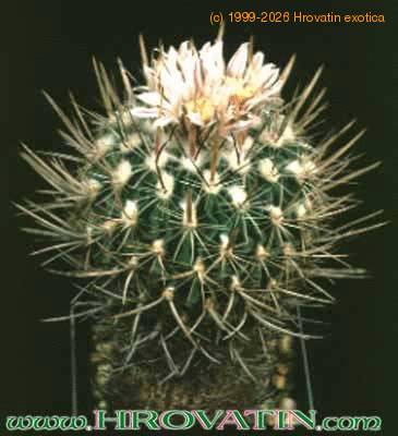 Echinofossulocactus zacatecasensis 62