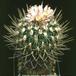 Echinofossulocactus zacatecasensis 62