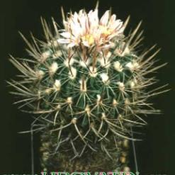 Echinofossulocactus zacatecasensis
