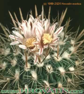Echinofossulocactus zacatecasensis flower 63