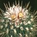 Echinofossulocactus zacatecasensis flower 63