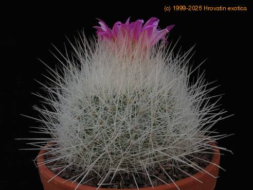 Echinomastus macdowellii 1