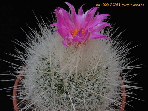 Echinomastus macdowellii 2