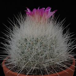 Echinomastus macdowellii