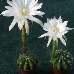 Echinopsis eyriesii