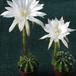 Echinopsis eyriesii