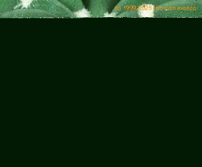 Echinopsis eyriesii thorn 347