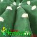 Echinopsis eyriesii thorn 347