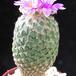 Encephalocarpus strob body