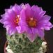 Encephalocarpus strob flower