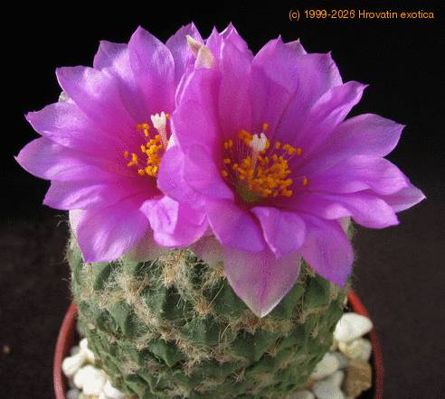 Encephalocarpus strob flower