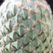Encephalocarpus strob thorn