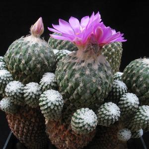 Encephalocarpus strobiliformis