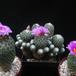 Encephalocarpus strobiliformis group