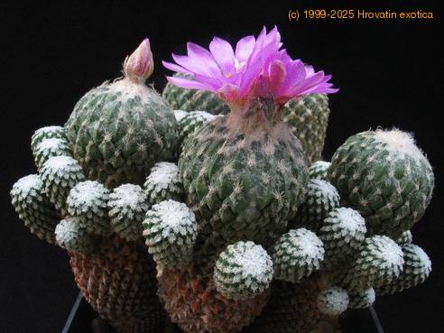 Encephalocarpus strobiliformis SIb