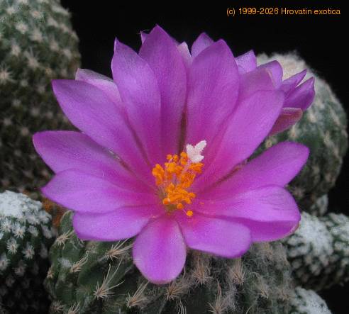 Encephalocarpus strobiliformis SIf