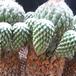 Encephalocarpus strobiliformis1