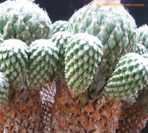 Encephalocarpus strobiliformis1