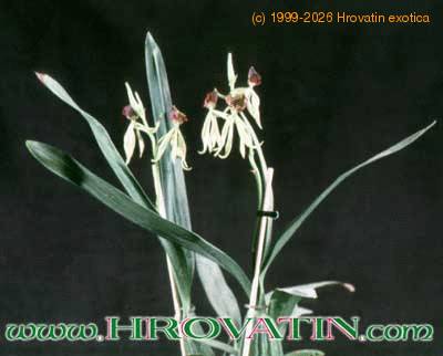 Encyclia cochleata 1766