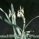 Encyclia cochleata 1766