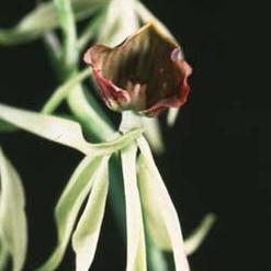 Encyclia cochleata